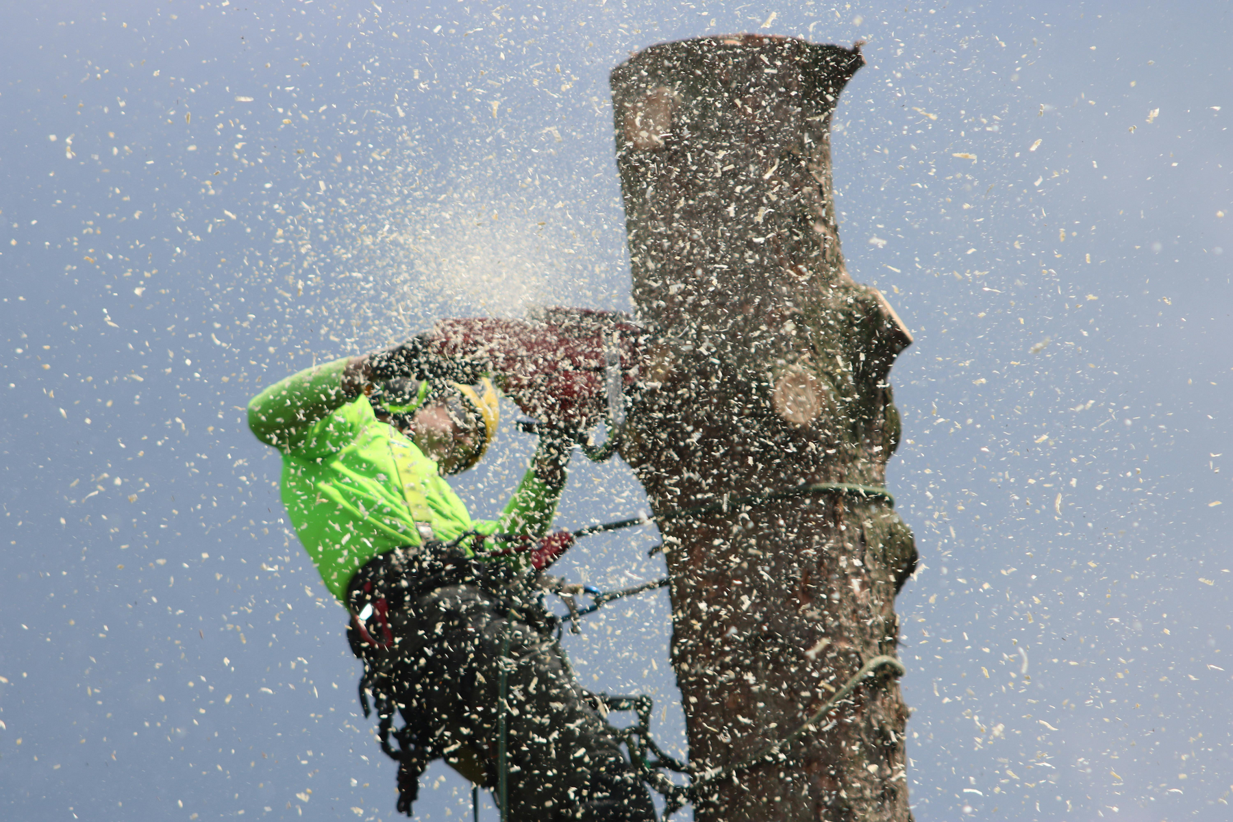 Honoring Arbor Day: A Salute to Arborists and the Lifeline They Rely On—Rope